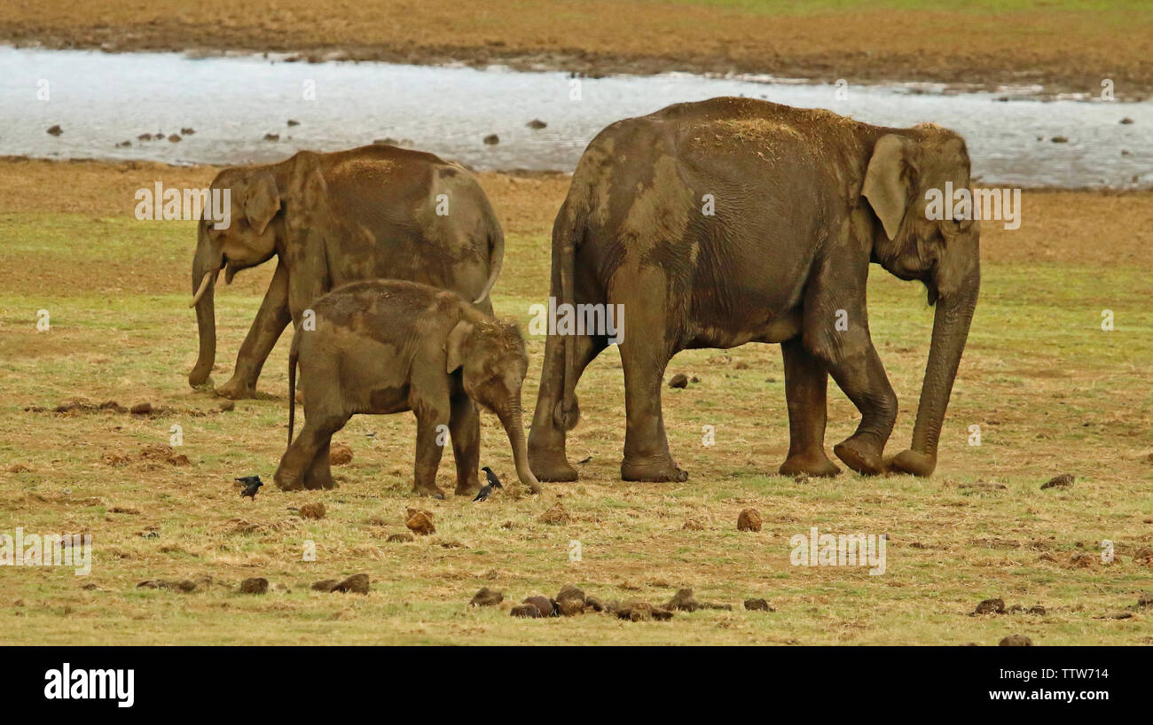 Elephant con vitello, Elephas maximus indicus, Nagarhole National Park, Karnataka, India. Foto Stock