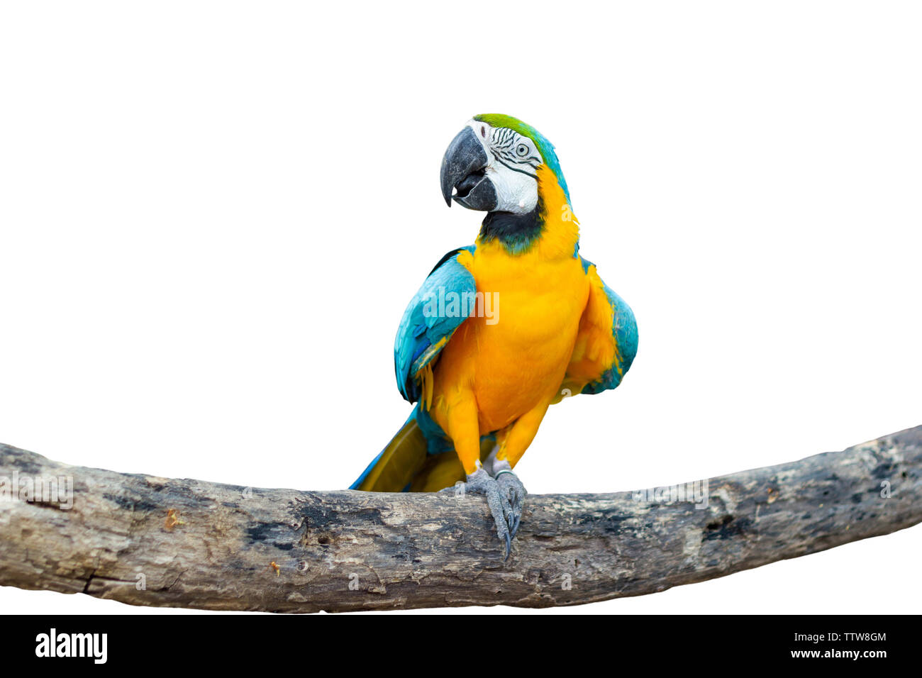 Uccello blu-giallo macaw in piedi sui rami isolati sullo sfondo bianco. Foto Stock