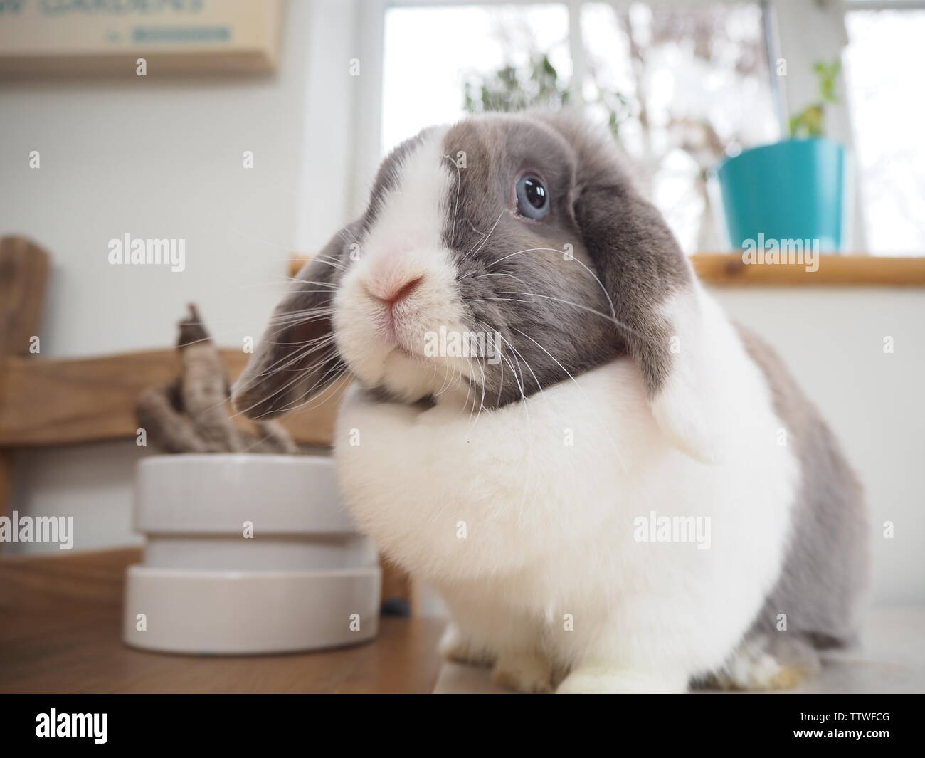 Un nano coniglio lop in ambienti chiusi. Foto Stock