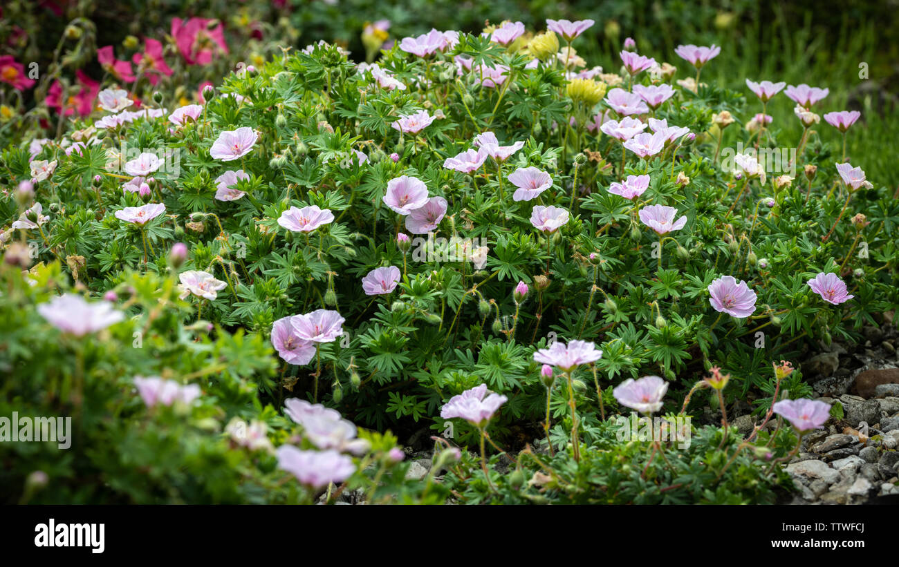 Geranio var. striato Rose Foto Stock