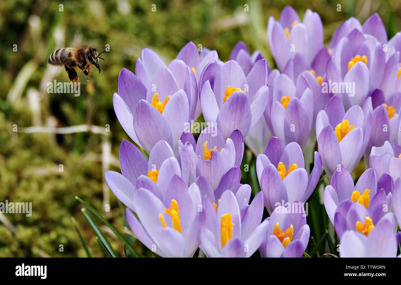 Angolo di alta vista di croco viola con bee Foto Stock