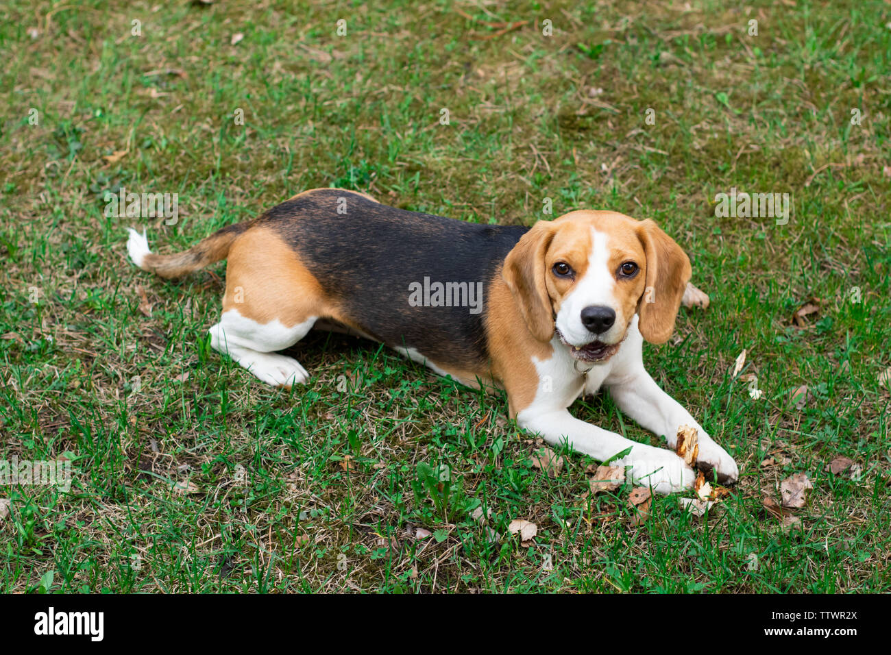 Simpatico cane beagle giacente in erba e sorridente. Happy pet. Foto Stock