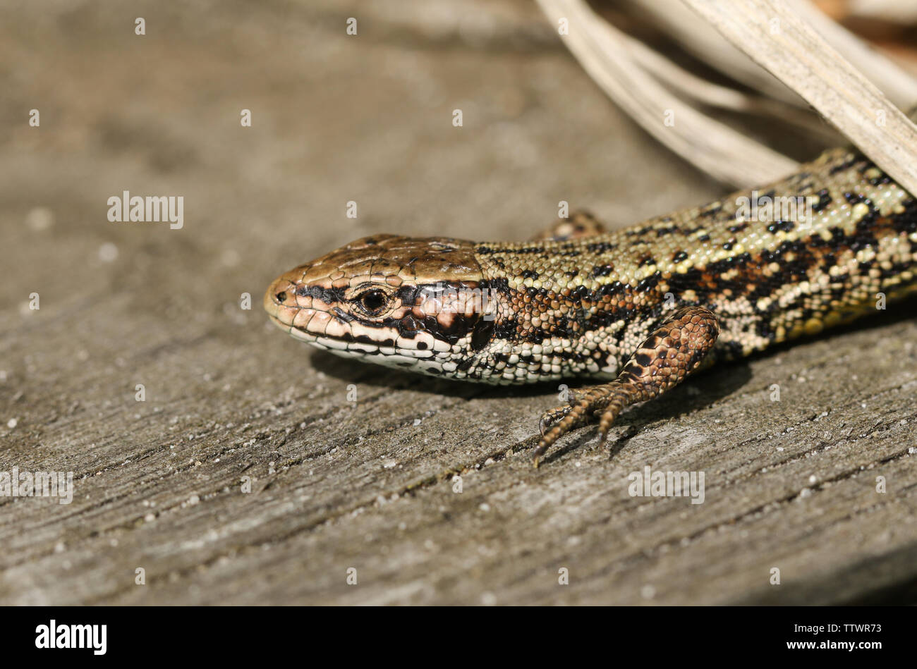 Una splendida lucertola comune, Zootoca vivipara, caccia su una passerella di legno . Foto Stock