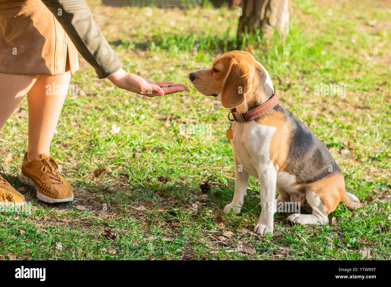 Il proprietario fornisce un trattamento per il cane beagle per una passeggiata nel parco Foto Stock