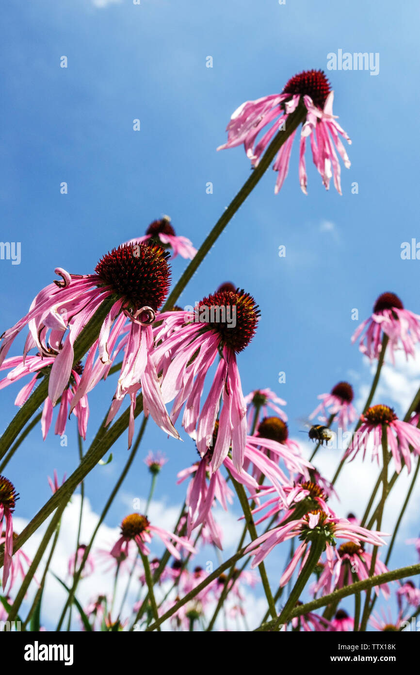 Echinacea simulata, Glade Coneflower cielo blu Foto Stock