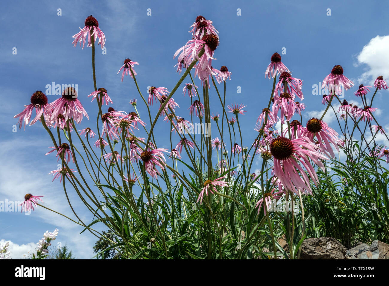 Echinacea simulata di Coneflower viola a foglia ondulata, Coneflower viola in giardino Foto Stock