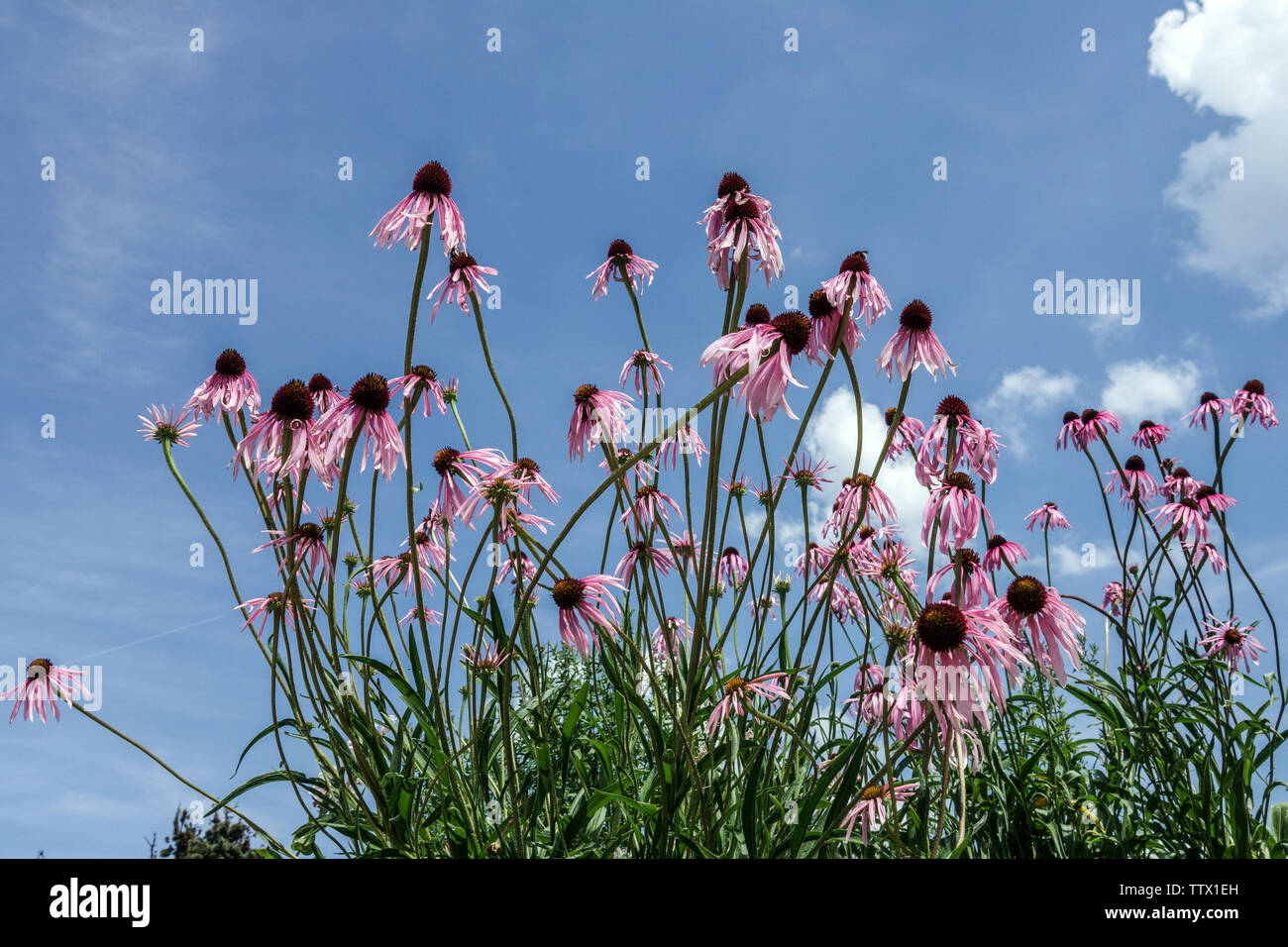 Fiori di conchiglia viola Glade contro il cielo blu Echinacea simulata Foto Stock