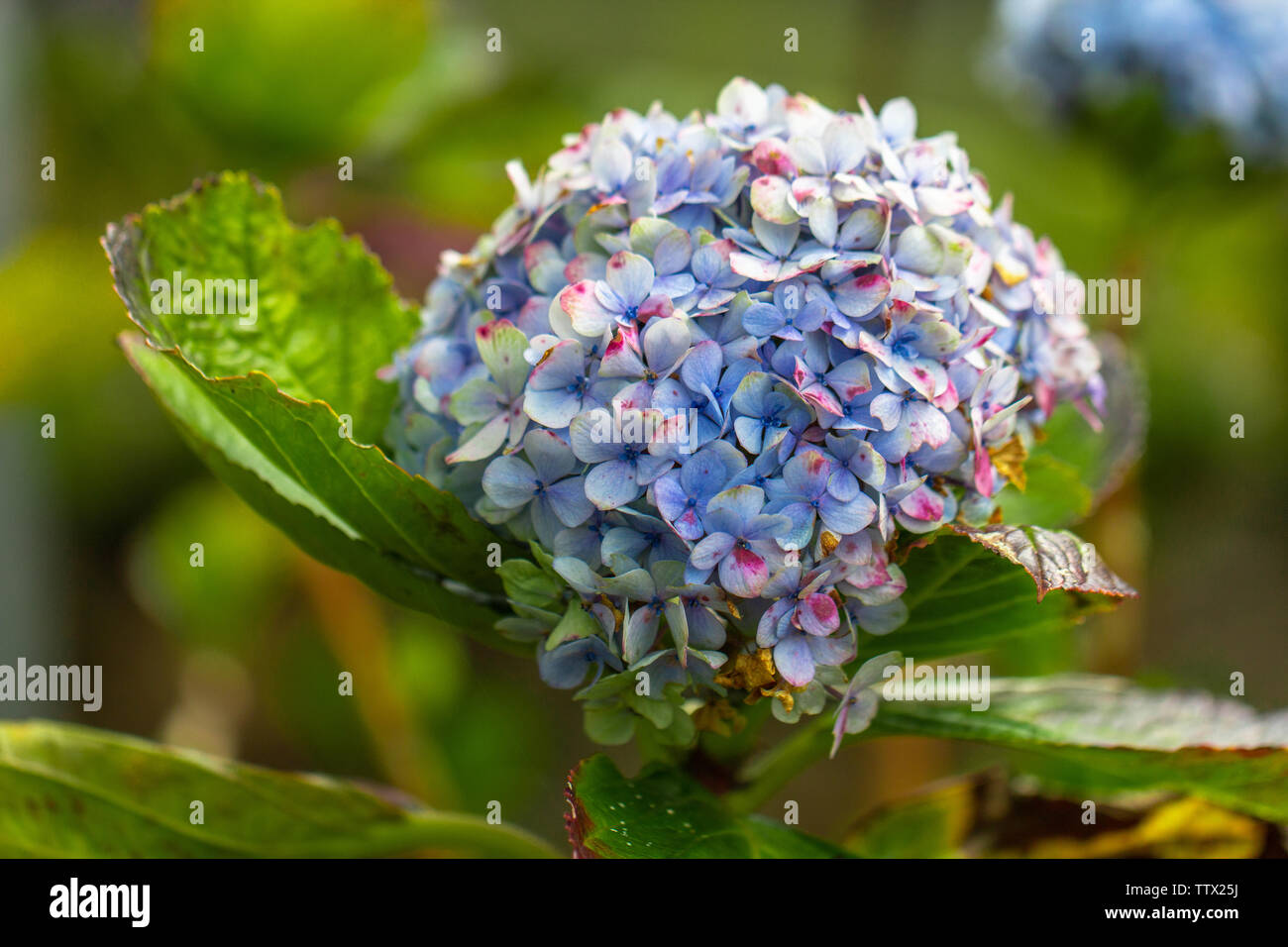 Vicino sul Mophead Hydrangea crescente nel campo sull'isola di Maui Foto Stock