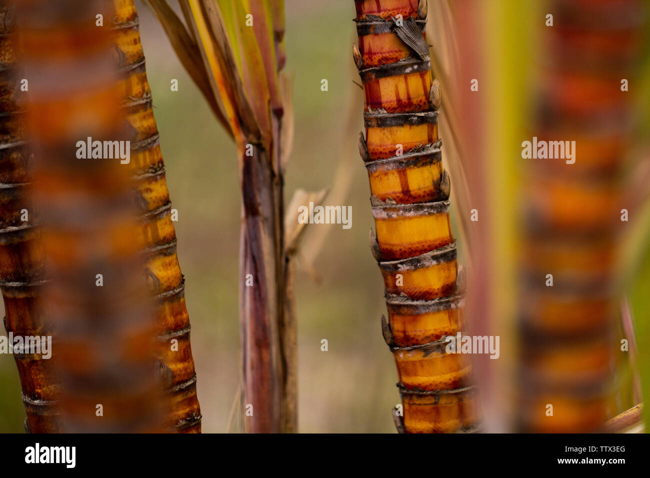 La canna da zucchero cresce nel campo vicino Foto Stock