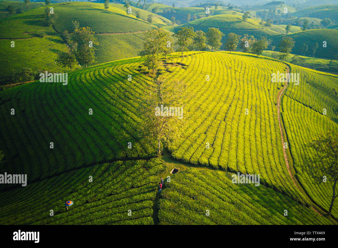 Paesaggio di piantagioni di tè in Phu Tho, Vietnam visto da una collina a picco. Foto Stock