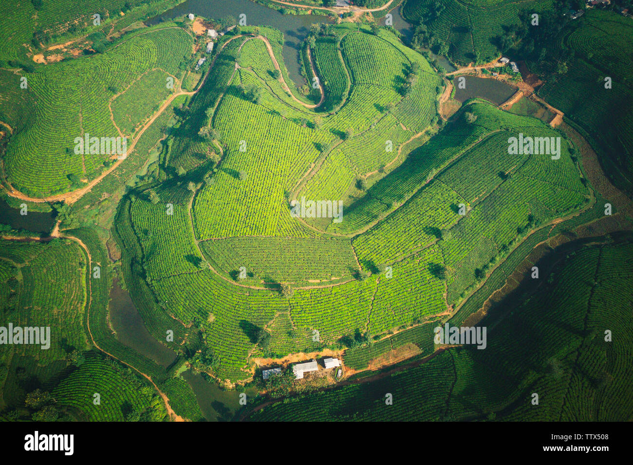 Immagine aerea di piantagione di tè in Phu Tho, Vietnam. Foto Stock