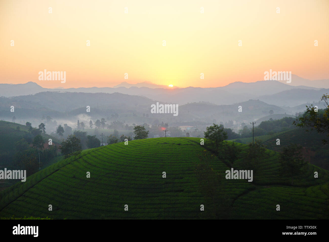 Tramonto su piantagioni di tè in Phu Tho, Vietnam. Foto Stock