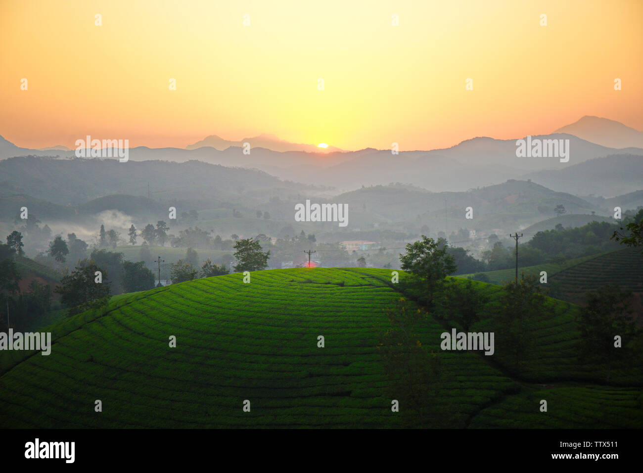 Tramonto su piantagioni di tè in Phu Tho, Vietnam. Foto Stock