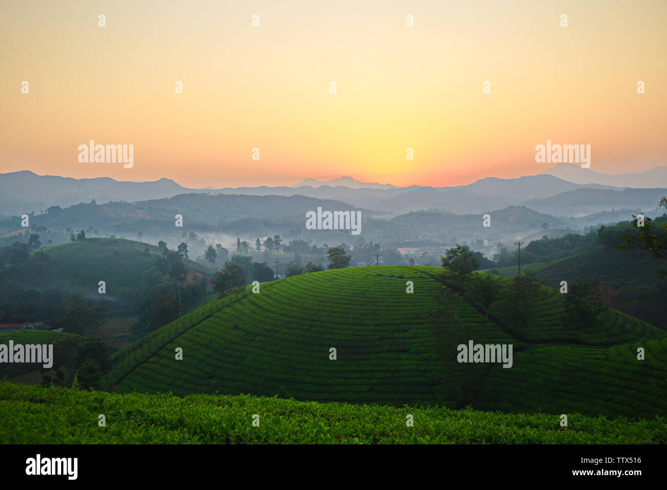 Tramonto su piantagioni di tè in Phu Tho, Vietnam. Foto Stock