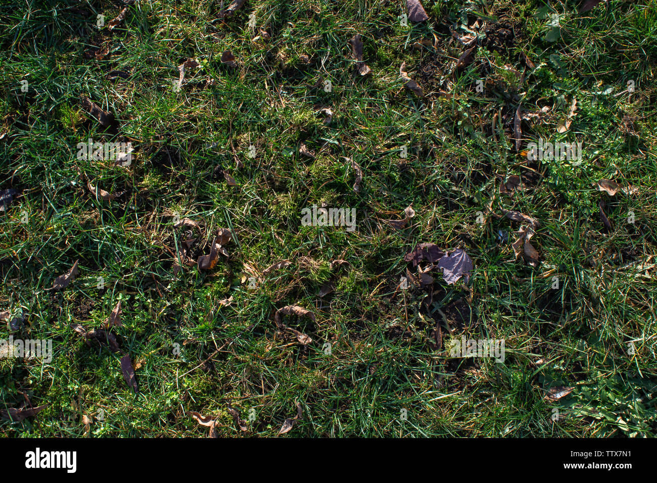 La massa di erba Texture Foto Stock