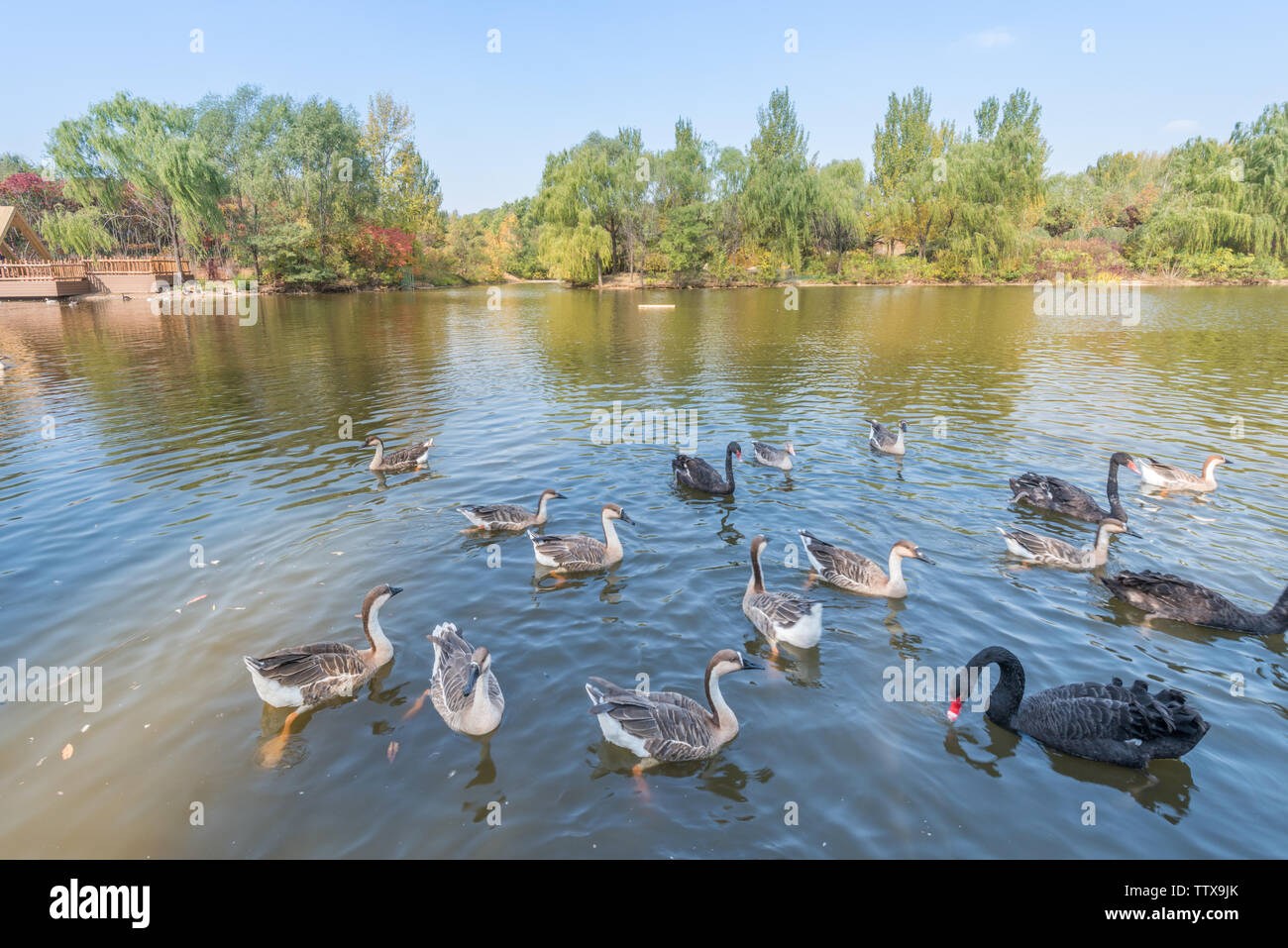 Autunno Swan anatra selvatica in Outdoor stagno Grove nel Parco di Shenyang, Cina Foto Stock