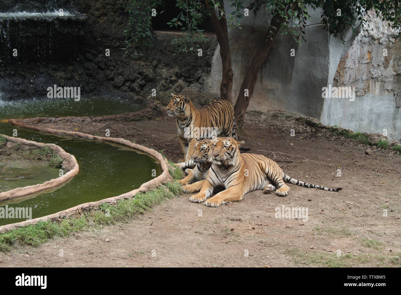 Tre tigri (Panthera tigris) a lato del torrente, Tempio della Tigre, Sai Yok, Kanchanaburi, Thailandia Foto Stock