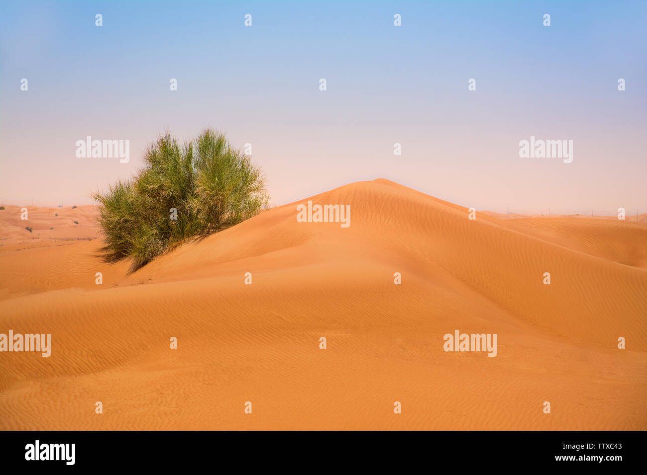 Bellissime dune di sabbia nel deserto di Dubai con alcune piante del deserto Dubai Desert Safari Foto Stock