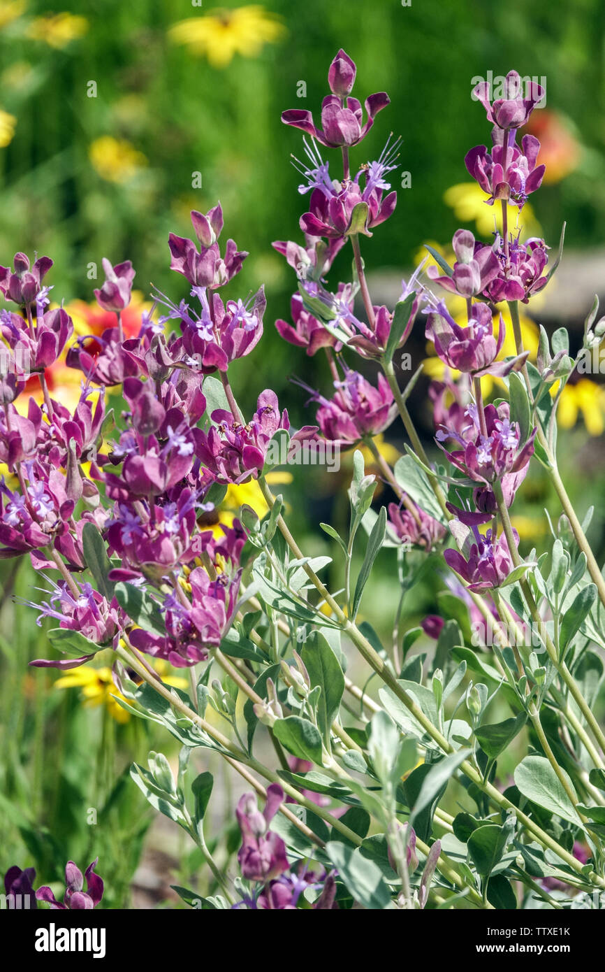 La Salvia pachyphylla, Mojave salvia Foto Stock