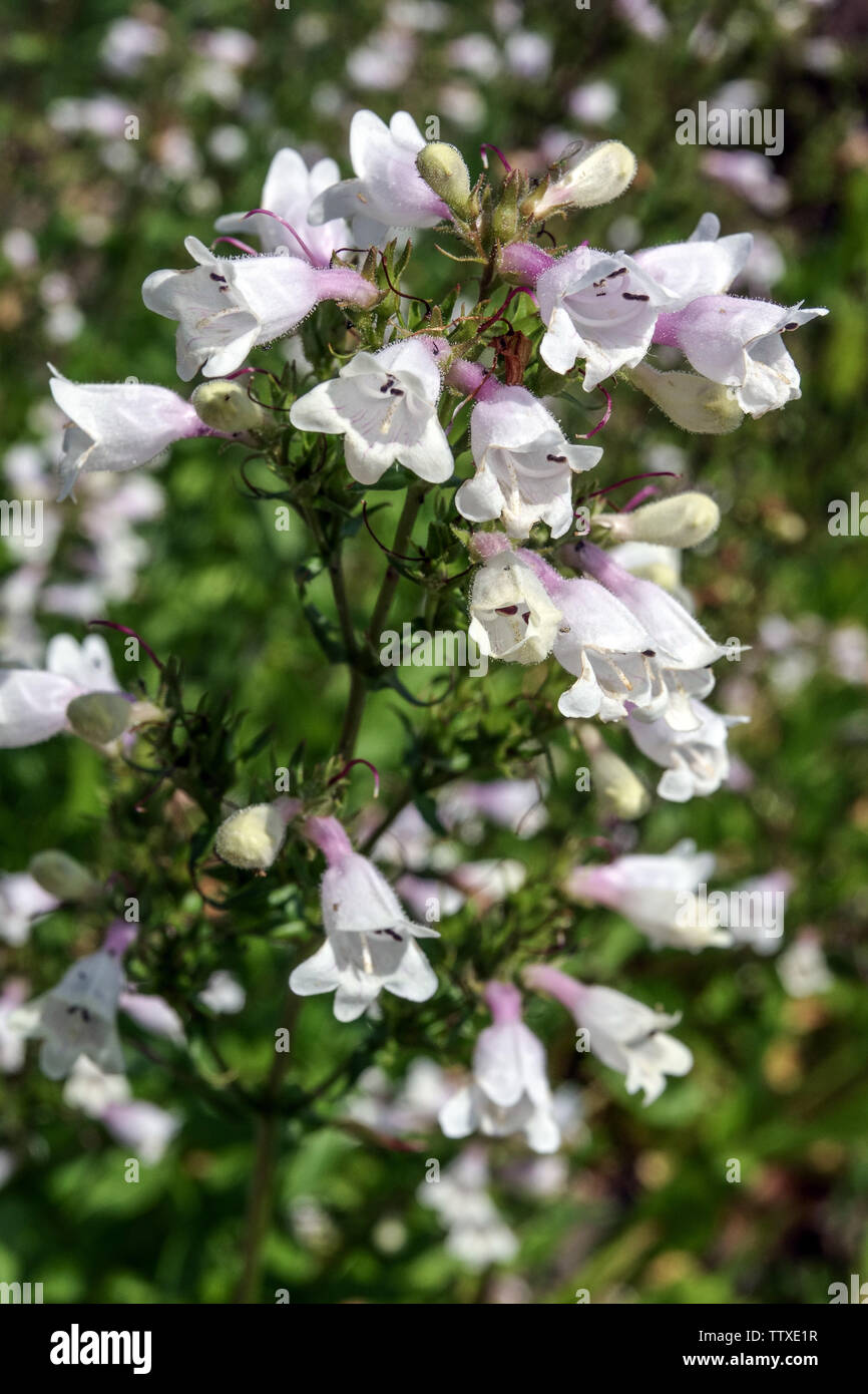 Penstemon digitalis, Foxglove Beardtongue Foto Stock