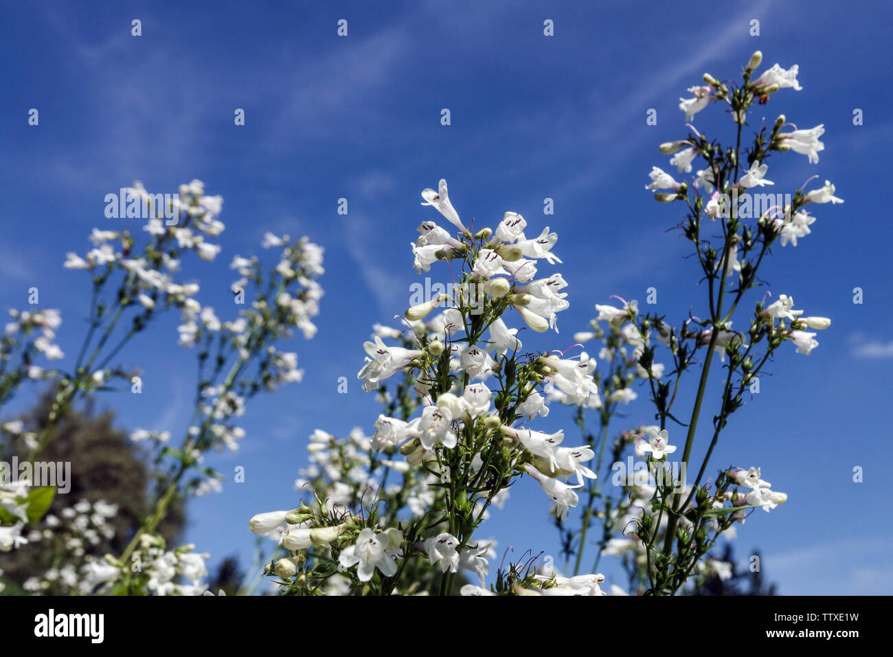 Penstemon digitalis Foxglove Beardtongue Fiori bianchi Penstemoni che sbocciano contro il cielo blu giugno Fiori fioriti Giardino estivo BeardTongues piante Foto Stock