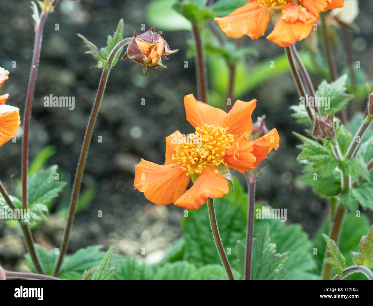 Una chiusura della suggestiva fiori arancione di Geum brezza di mare Foto Stock