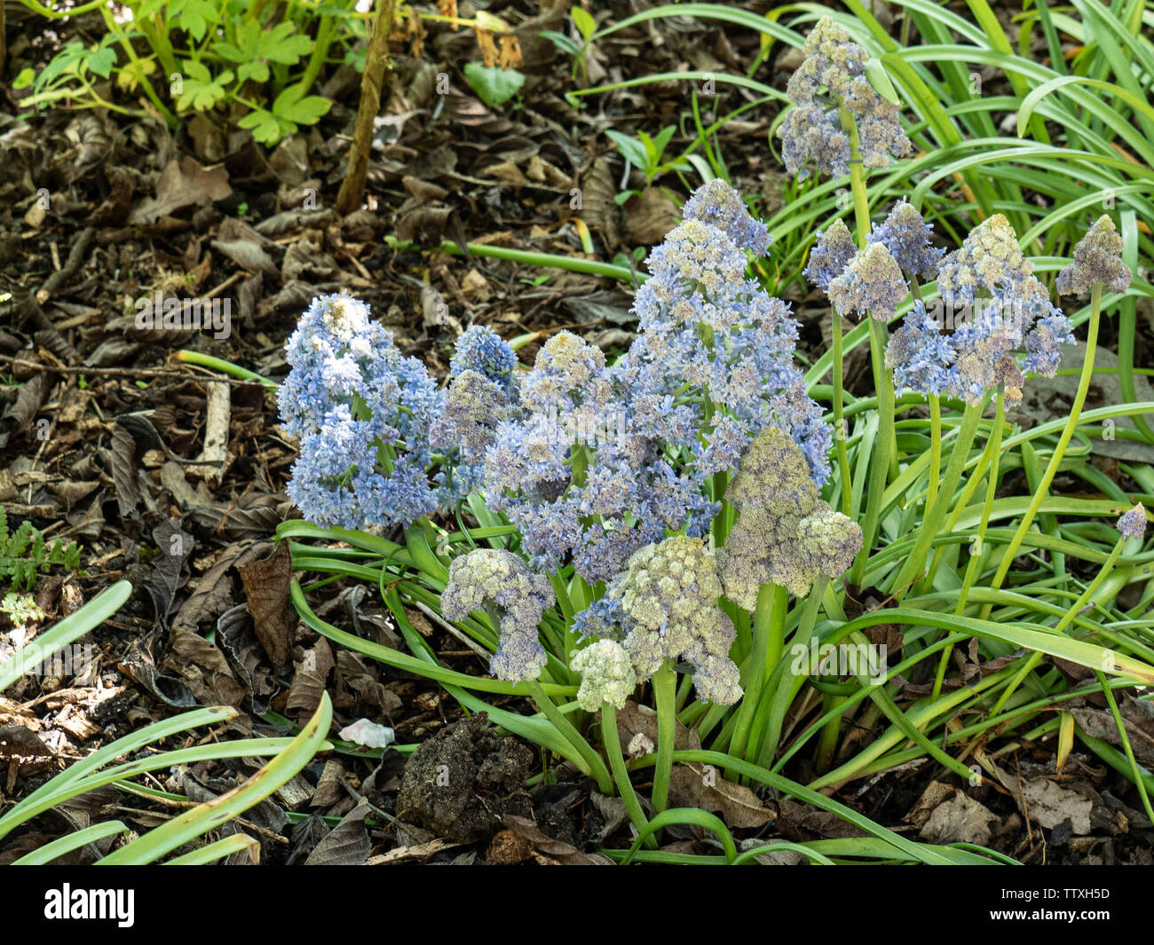 Una chiusura di un intrico di inusuale fiore di colore blu pallido fiori di Muscari Monstrosum Foto Stock