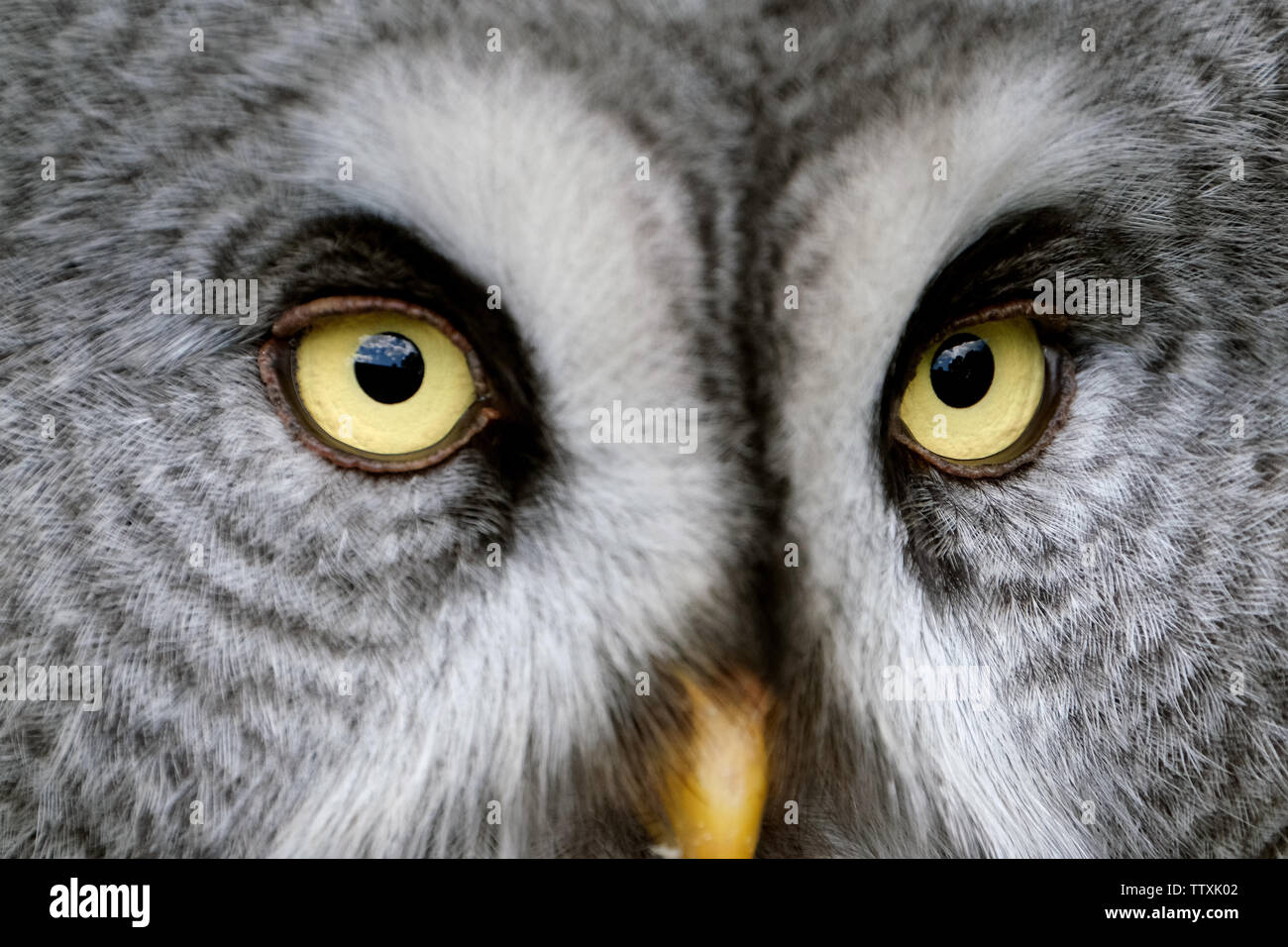 Il grande gufo grigio o grande gufo grigio è un grande gufo, documentato come il più grande del mondo di specie di gufo dalla lunghezza. Foto Stock