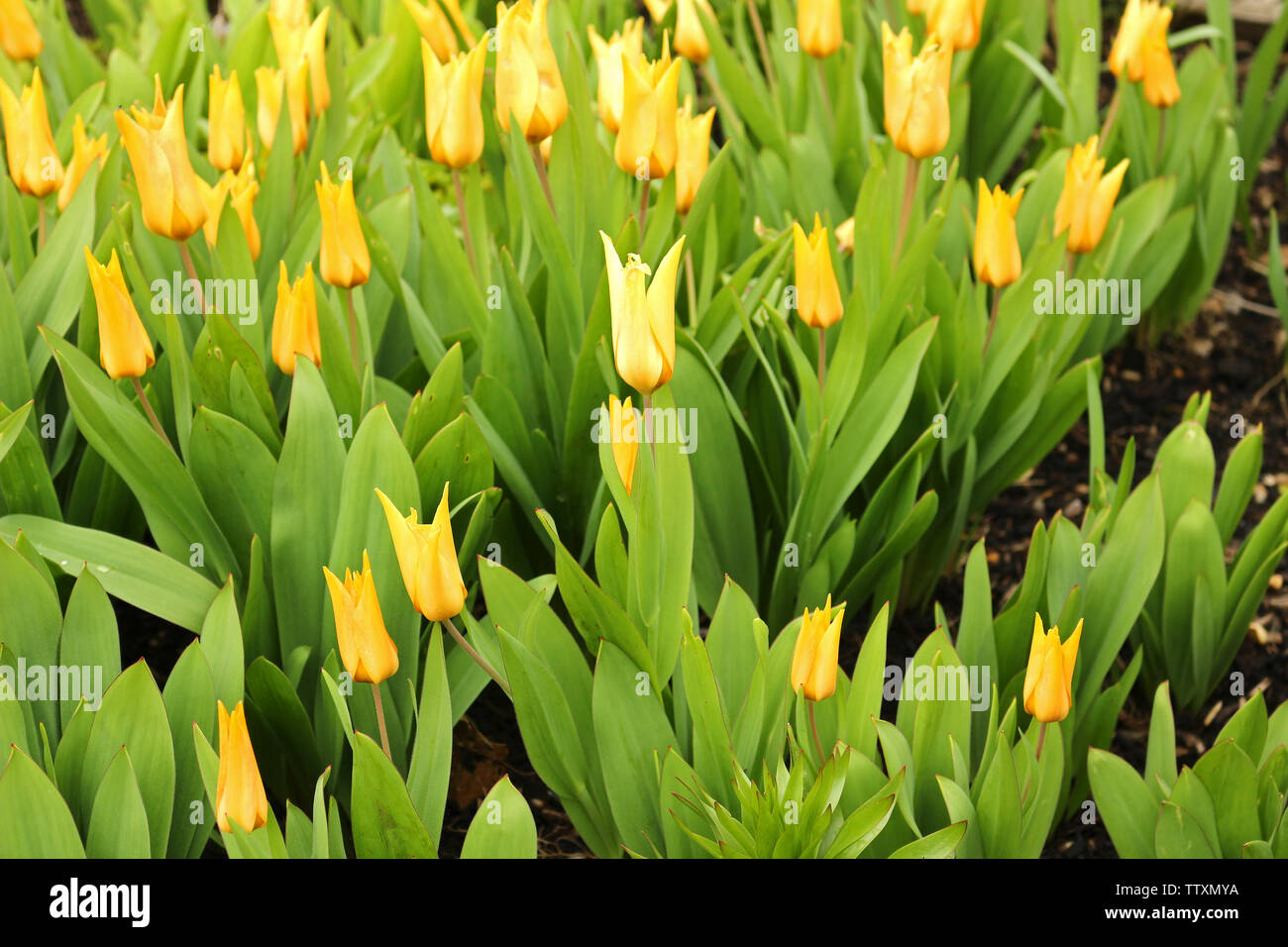 Una moltitudine di tulipani gialli crescente Foto Stock