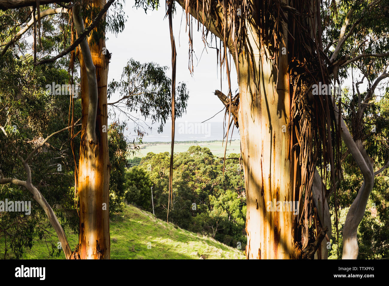 Vista distante dell'oceano e le colline attraverso gli alberi di gomma, con un pallido cielo blu Foto Stock