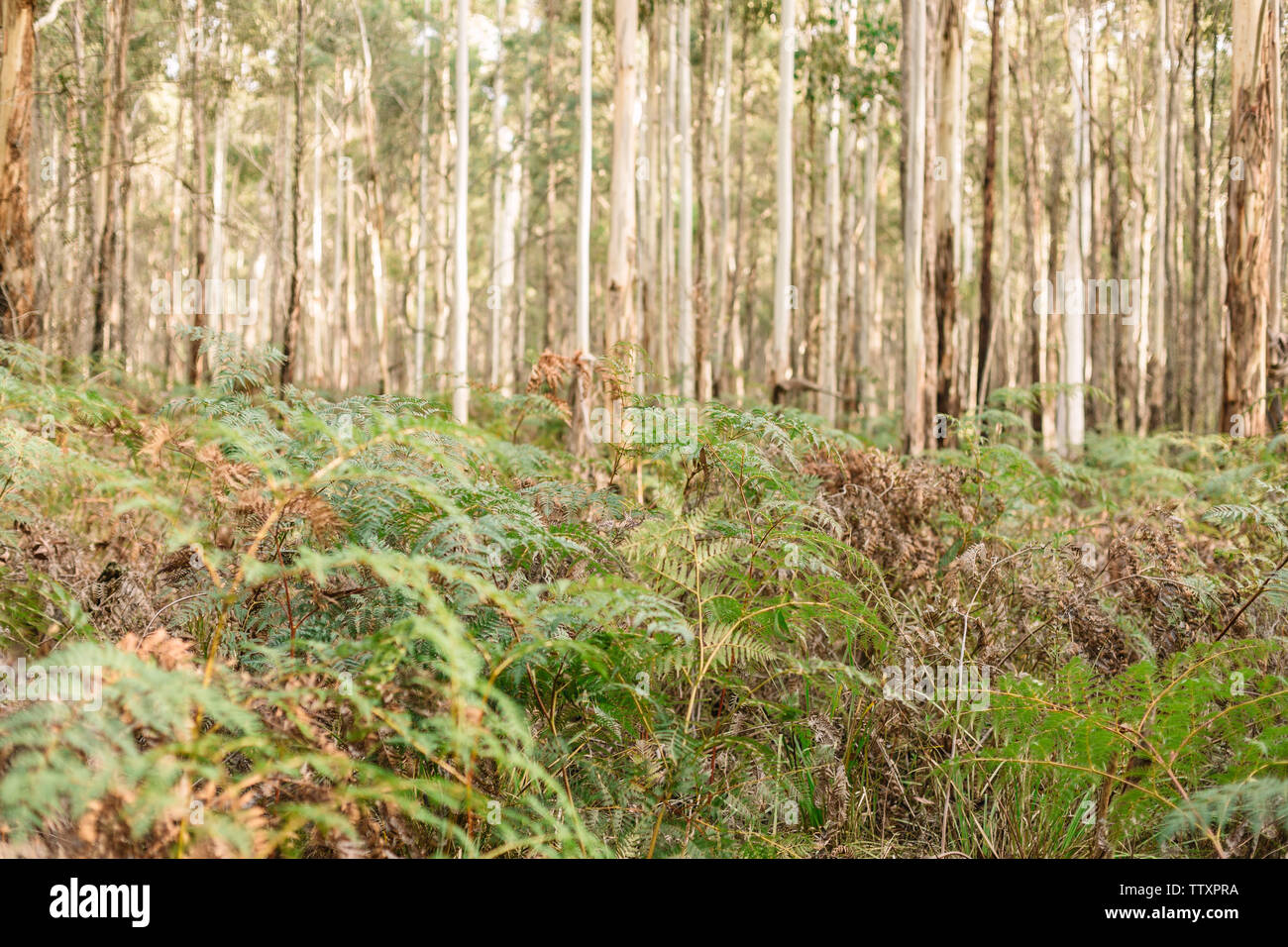 Immagine in una foresta con un close up di felci e alberi densa in background Foto Stock