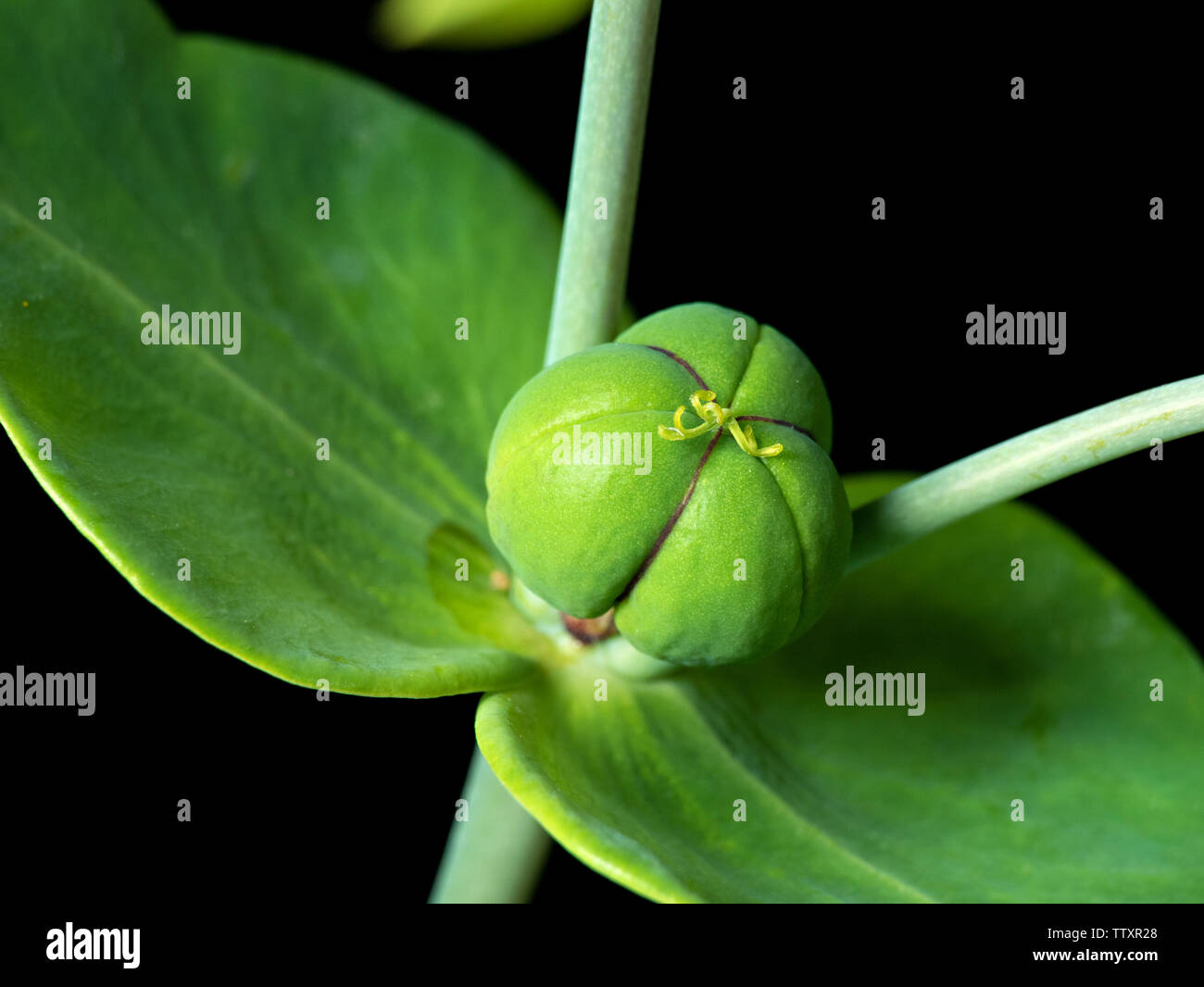 Vista dettagliata del pod di semi di Cappero di euforbia ( Euphorbia lathyris ) impianto isolato su sfondo nero. Foto Stock