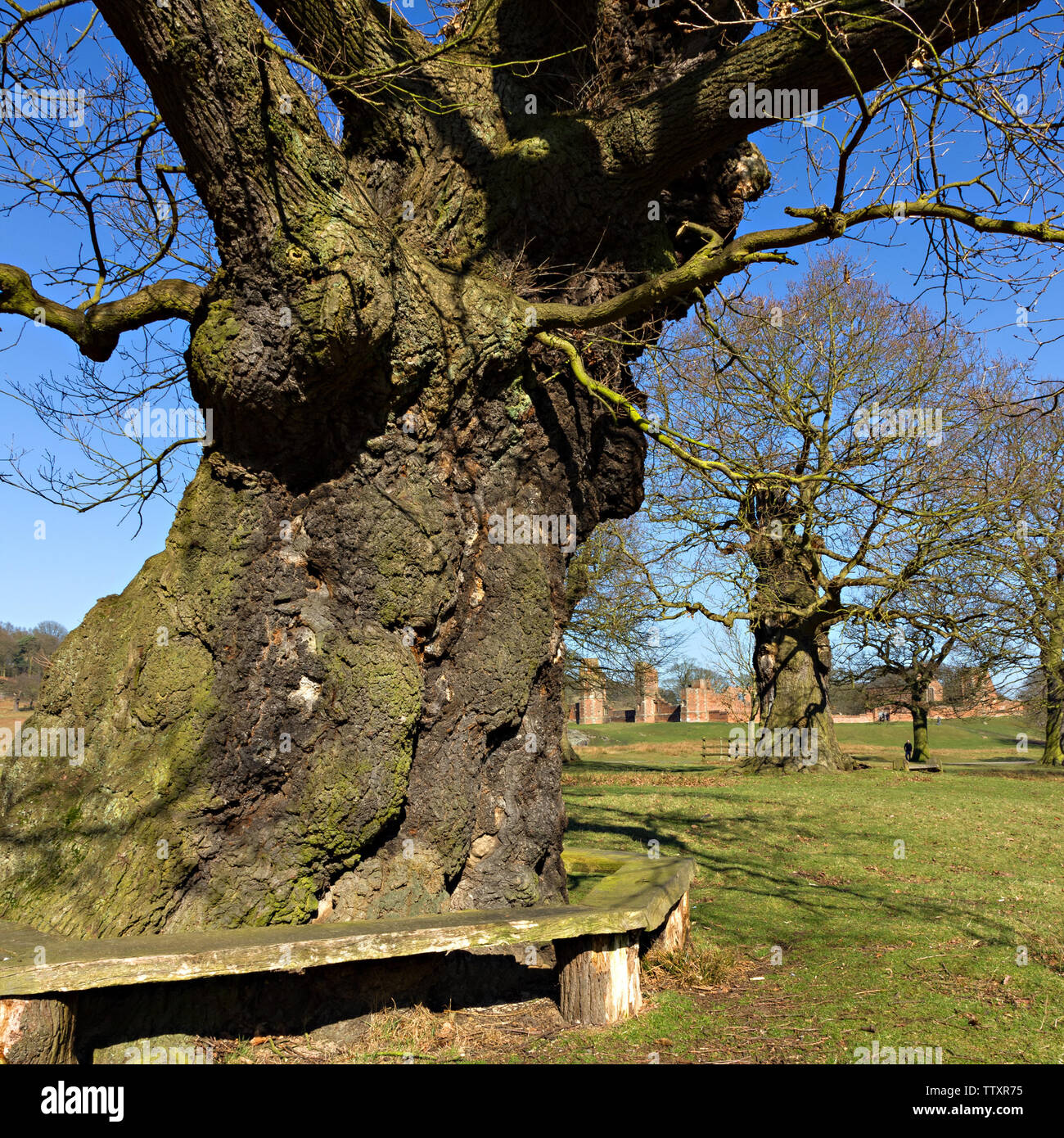 Antica quercia con le rovine di Lady Jane Grey's House di distanza, Glenfield Lodge Park, Cropston, Leicestershire, England, Regno Unito Foto Stock