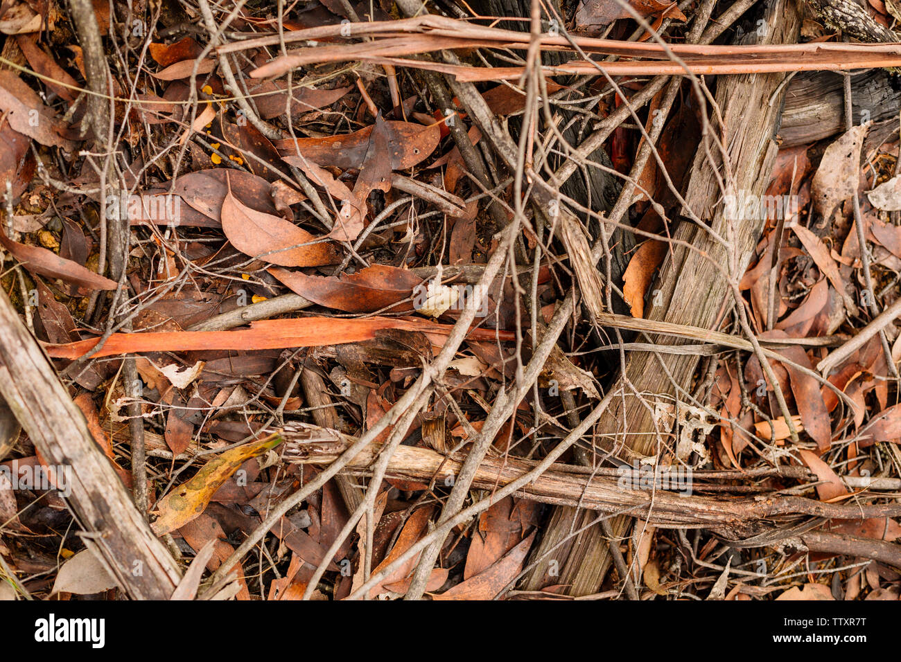 Chiudere l immagine della terra / piano di una foresta con bastoni, ramoscelli, foglie di arance, marroni, grigi e bianchi Foto Stock