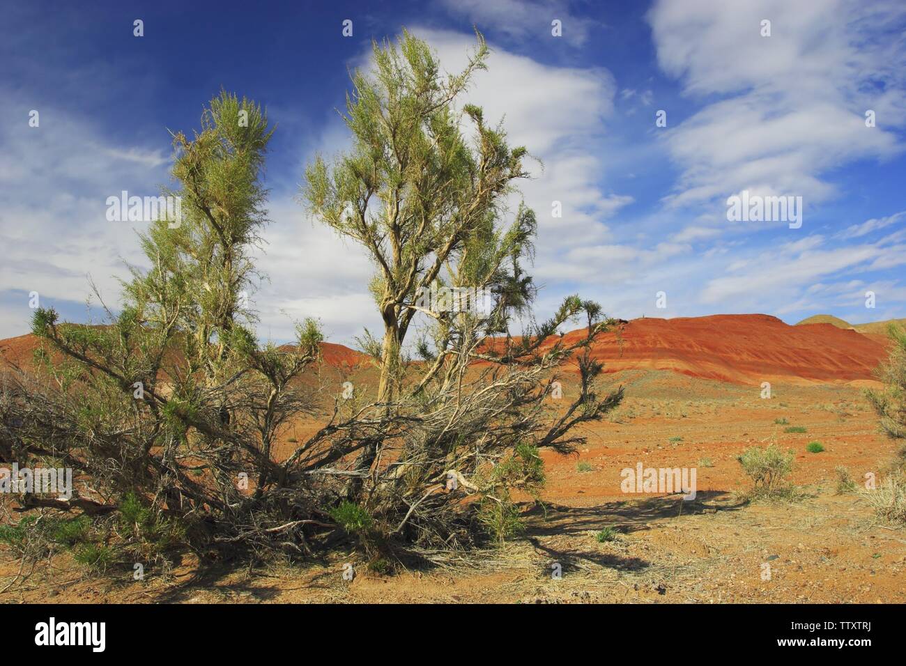 Boguty distretto. Haloxylon Ammodendron (Saxaul albero) Foto Stock