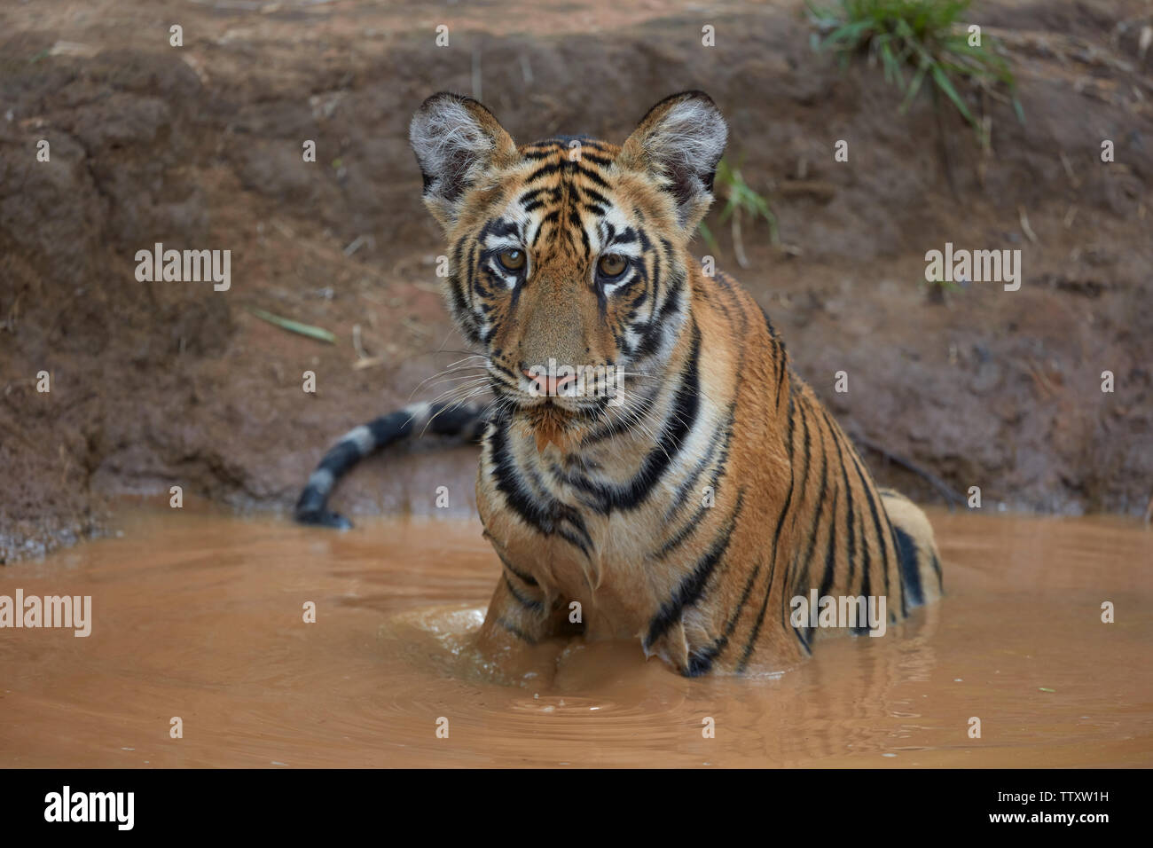 Maya Tigre Cub in un accontentarsi di acqua di raffreddamento di monsone off a Tadoba foresta, India. Foto Stock
