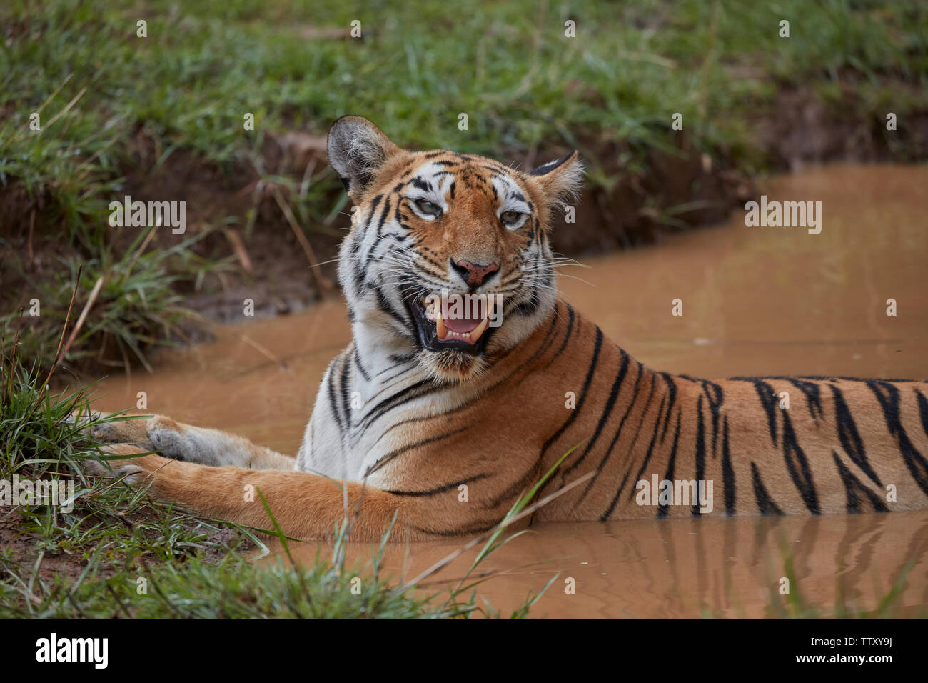 Tigre del Bengala Maya presso Tadoba foresta, India. Foto Stock