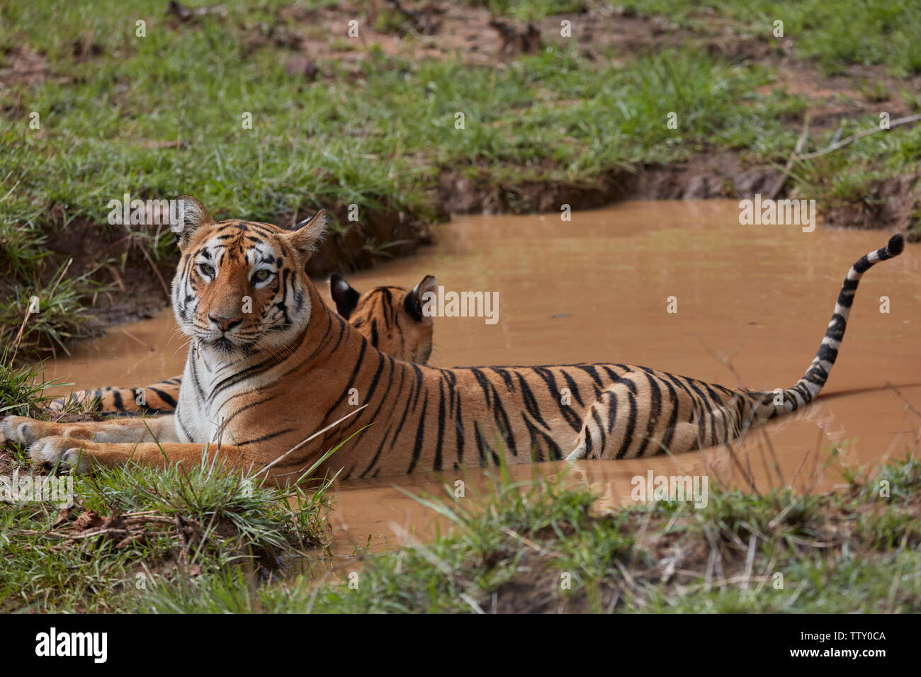 Tigre del Bengala Maya presso Tadoba foresta, India. Foto Stock