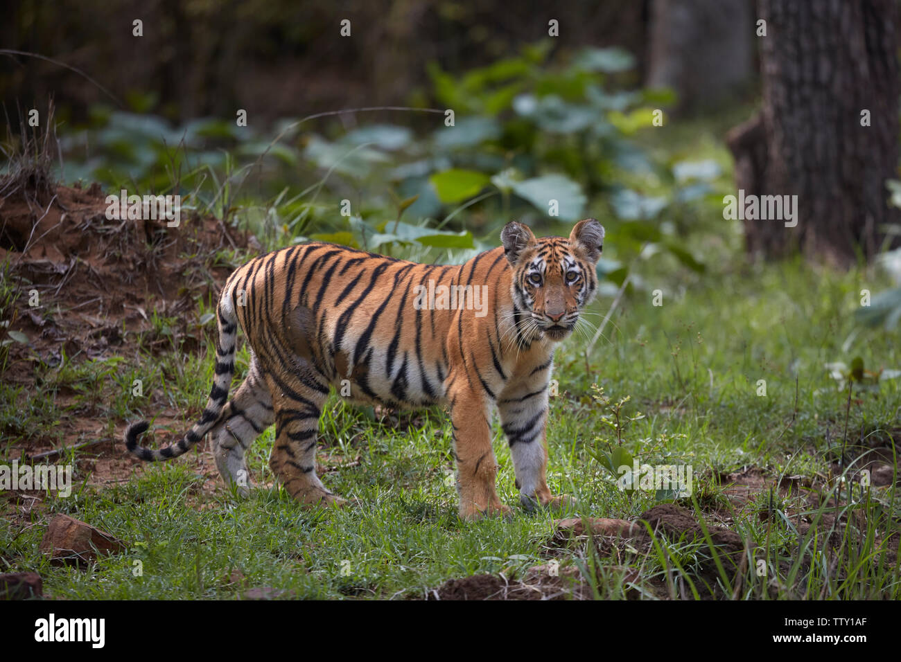Maya Tigre Cub in un monsone a Tadoba foresta, India. Foto Stock