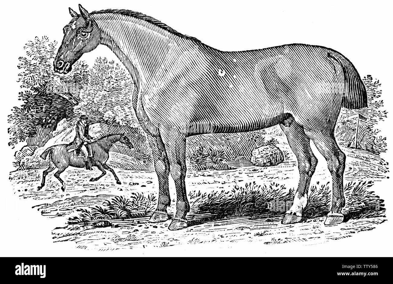 Taglio di legno intagliato, illustrazione presa da "Bewick Thomas "una storia generale di quadrupedi'. Foto Stock