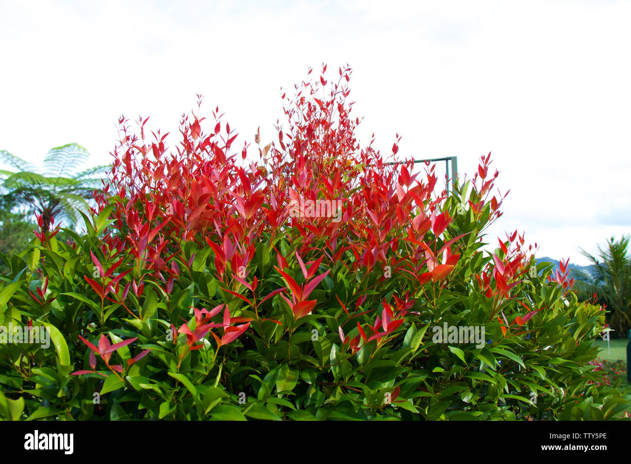 Nuove foglie rosse di una pianta, Malesia Foto Stock