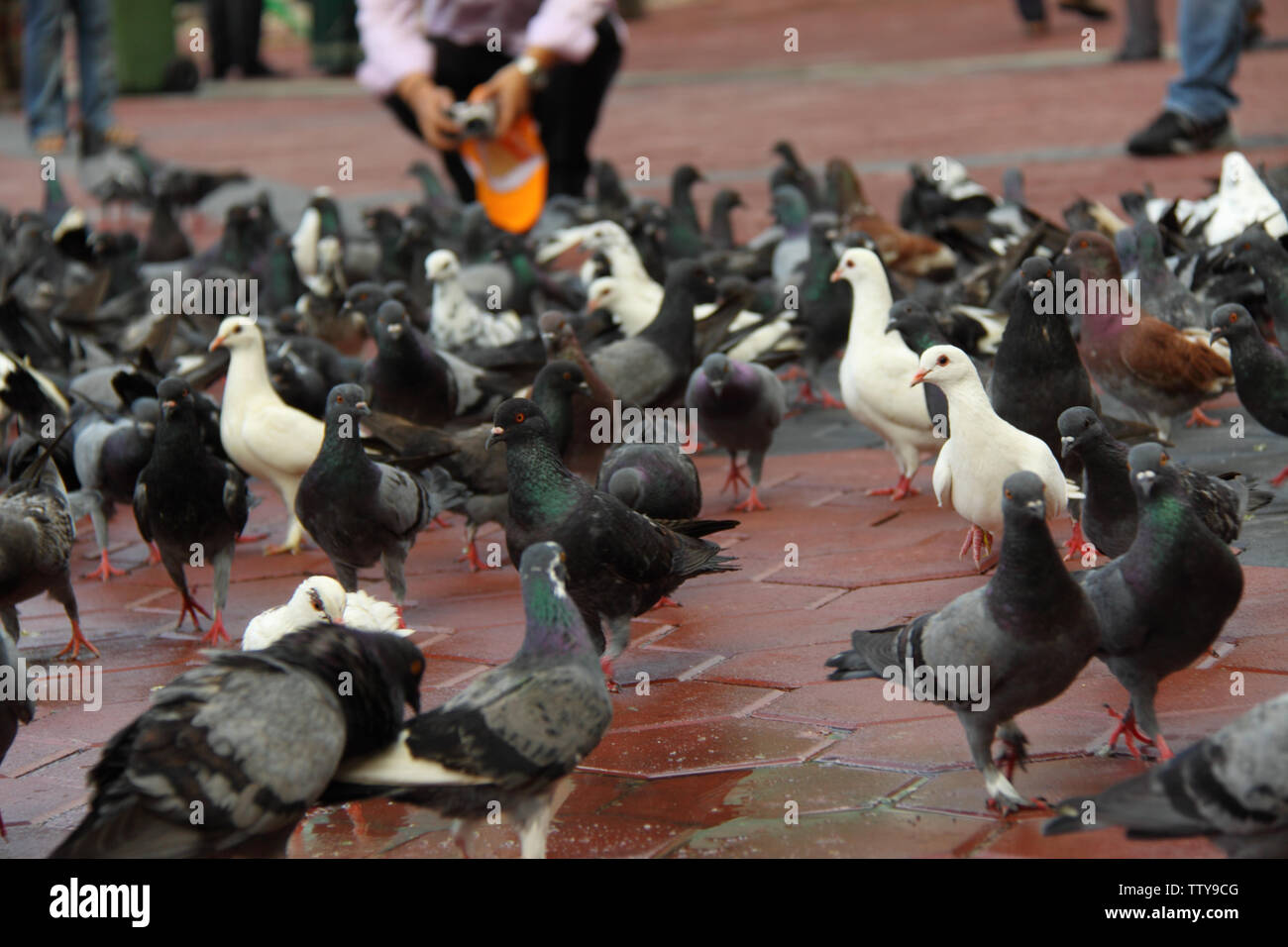 Stormo di piccioni Foto Stock