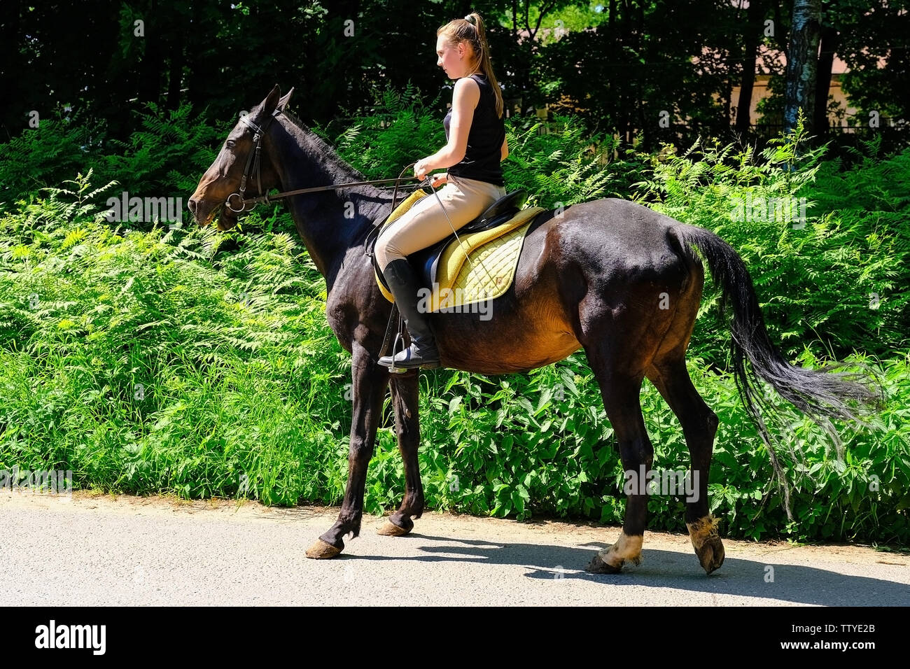 Akhal-Teke cavallo. Muso Akhal-Teke purosangue cavallo, foto all'aperto. Cavalcato da un giovane pilota. San Pietroburgo. La Russia. 06,18 2019 Foto Stock