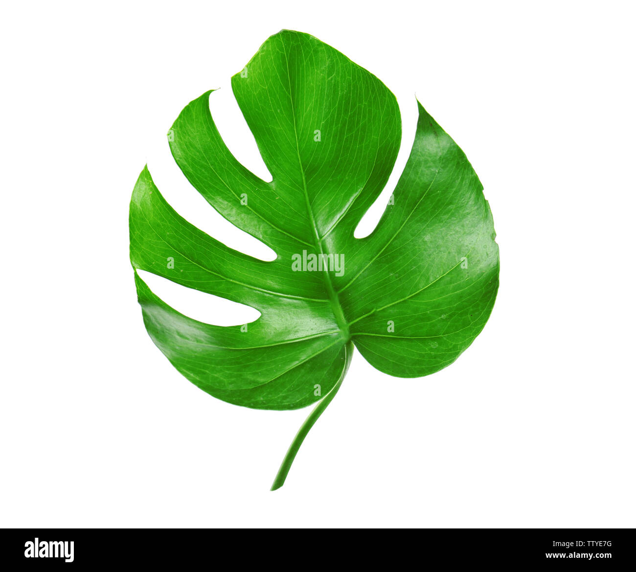Verde foglia di monstera isolato su bianco Foto Stock