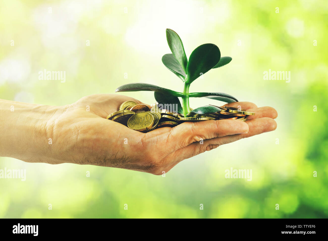 La crescita di denaro e concetto di investimento. mano con monete e pianta piccola Foto Stock