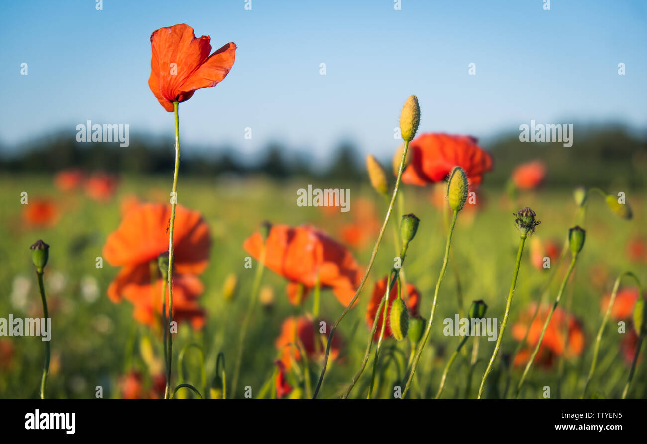 Fiori di papavero, papaveri in campo di cereali, immerso vista, angolo basso Foto Stock