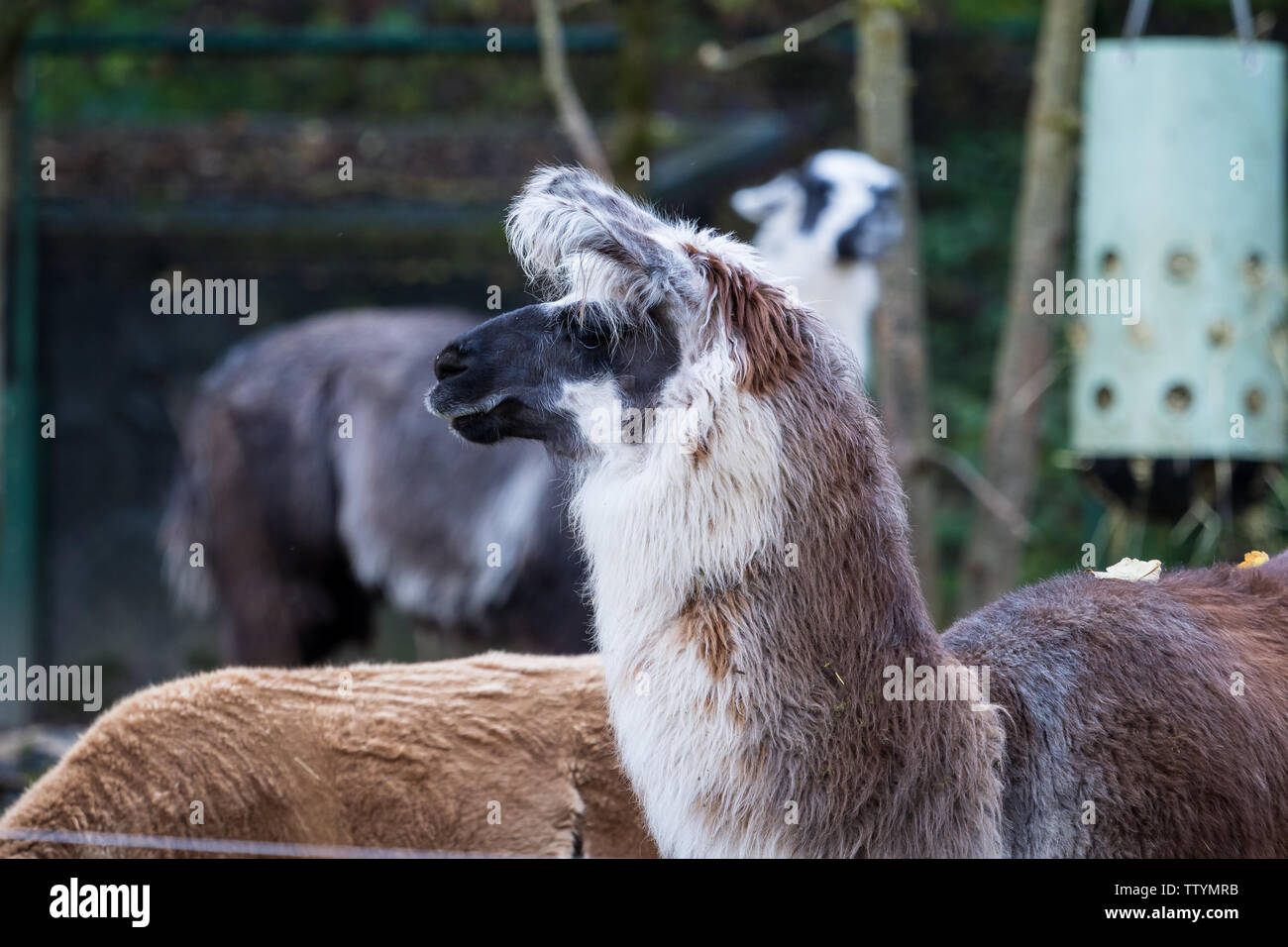 Alpaca, Vicugna pacos è una specie animali domestiche di South American camelid. Assomiglia ad un piccolo llama nell'aspetto Foto Stock