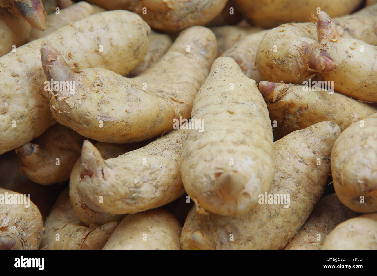 Medicina Tradizionale Cinese Gastrodia Foto Stock