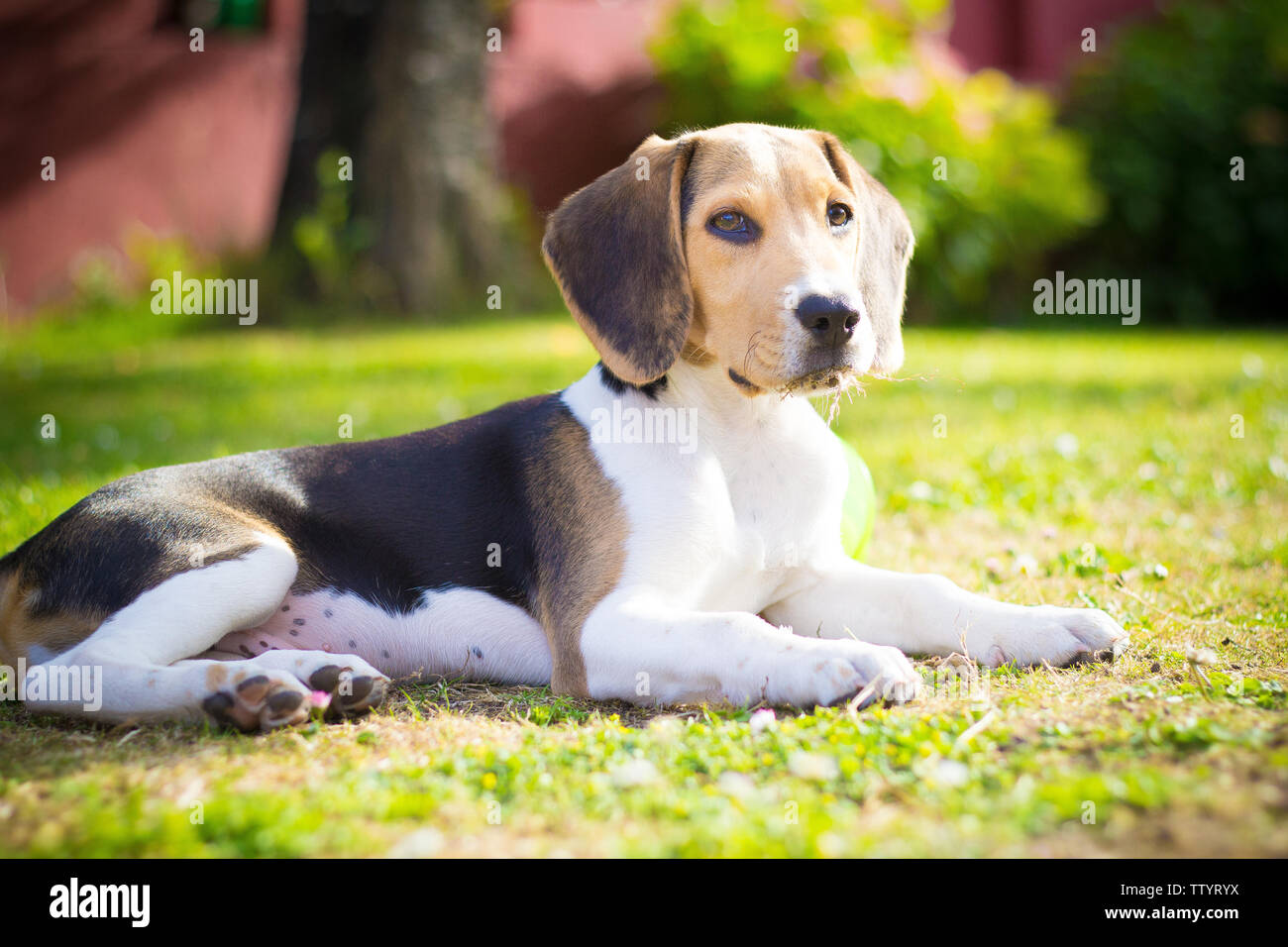 Carino piccolo cane beagle cucciolo posa sull'erba Foto Stock