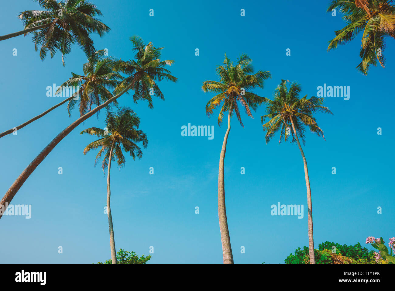 Palme da cocco sulla spiaggia Foto Stock
